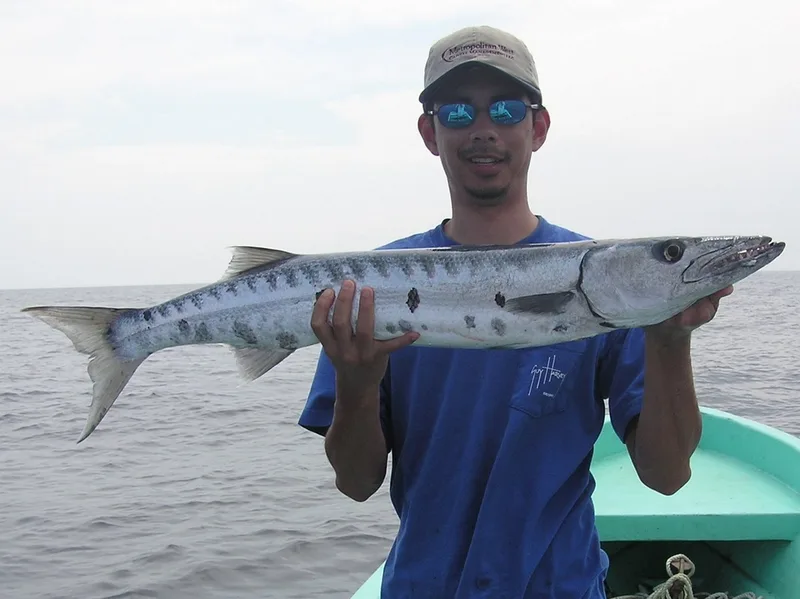 Great Barracuda caught near Caye Caulker, Belize on a sardine