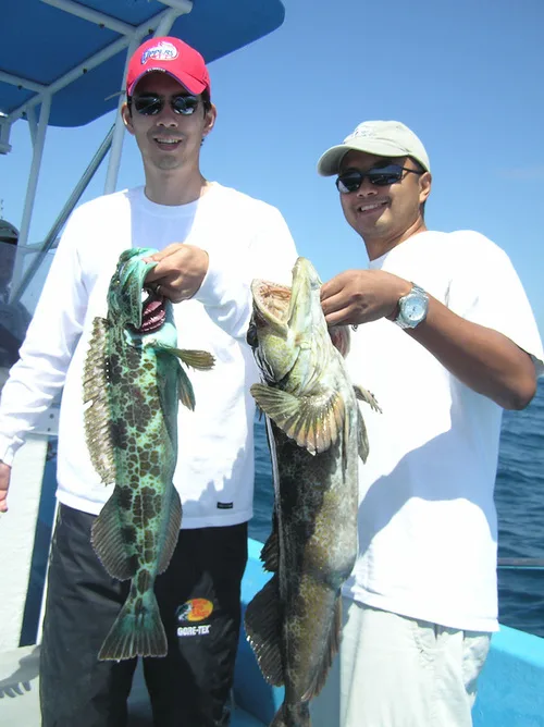 Lingcod, San Quintin, Baja Norte, Mexico