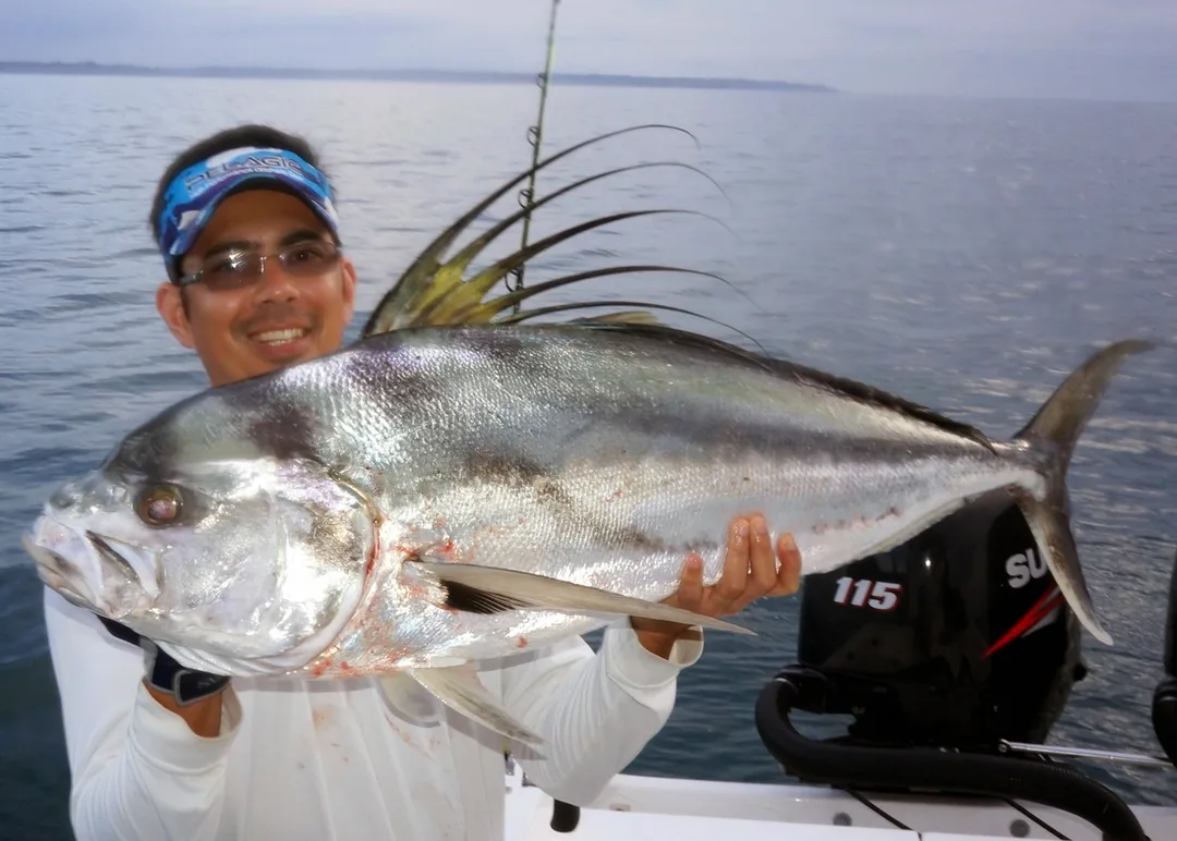Big Panama Roosterfish