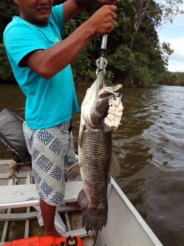 A hefty Wolf Fish caught on bait in Brazil