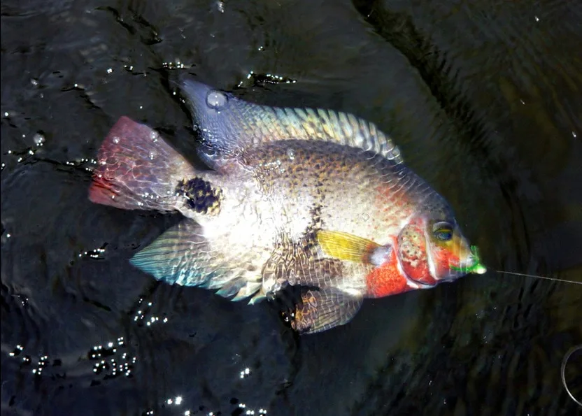 Blackbelt Cichlid caught at the Rio Indio Lodge, Nicaragua