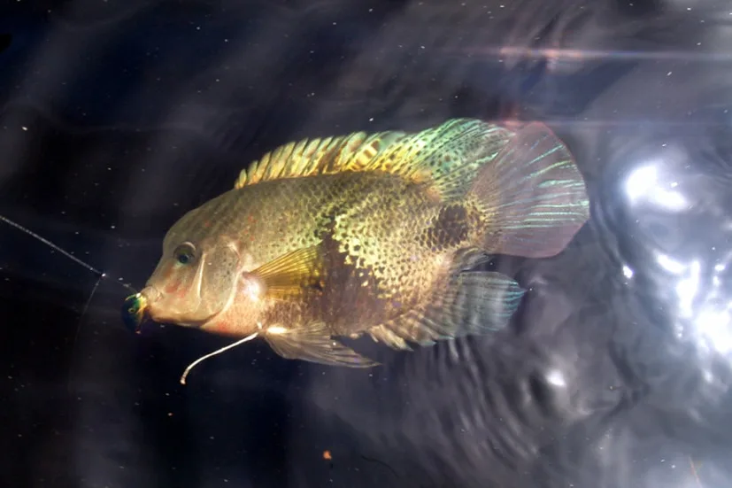 Blackbelt Cichlid caught on a floating Rapala in Rio Parismina, Costa Rica.