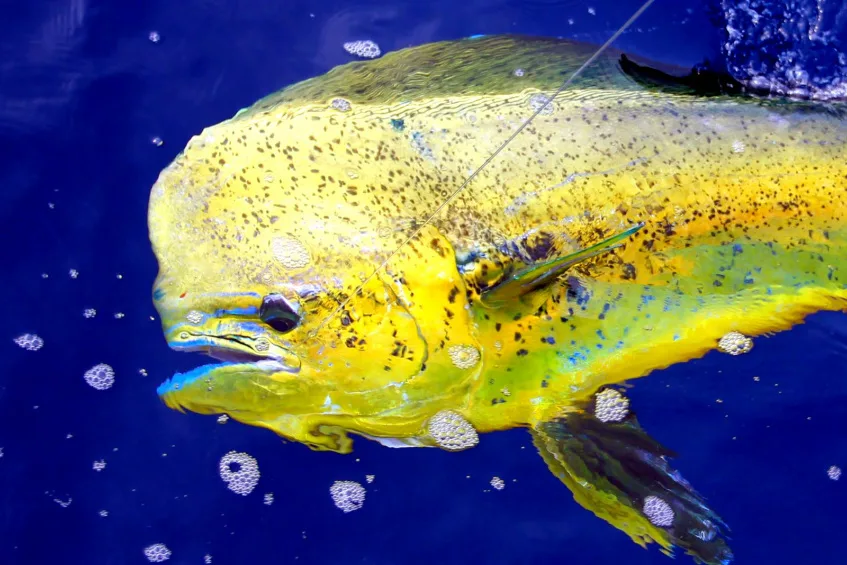 Dorado in Puerto Vallarta, Mexico