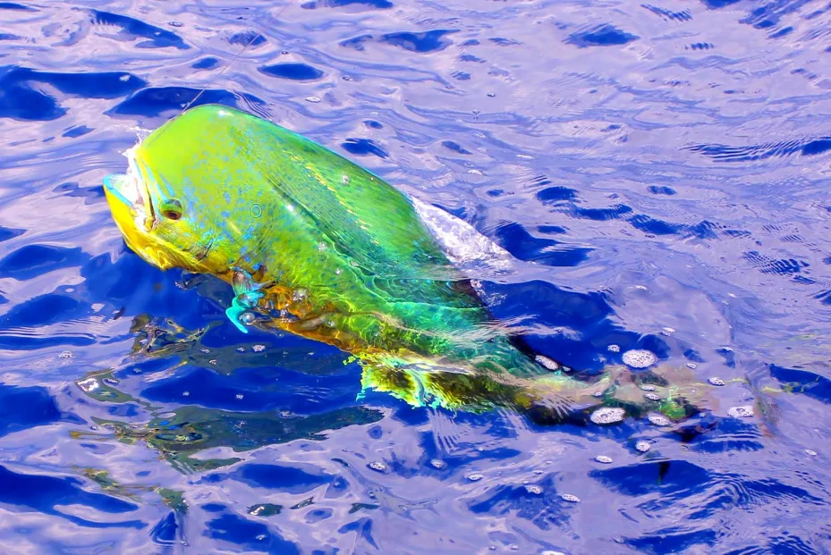 Dorado in Puerto Vallarta, Mexico