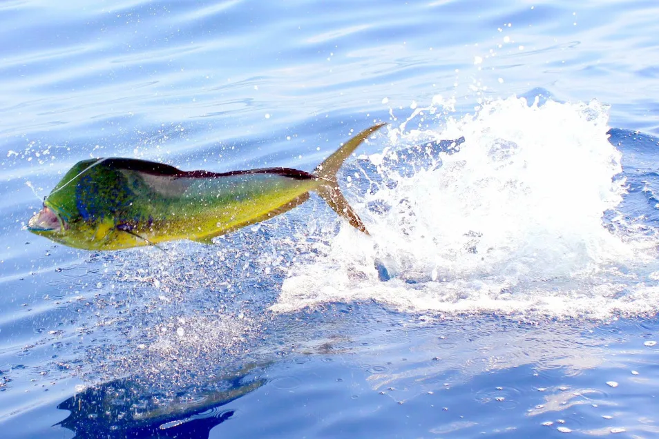Dorado in Puerto Vallarta, Mexico