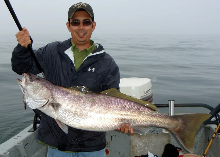 A White Seabass caught casting a Krocadile spoon