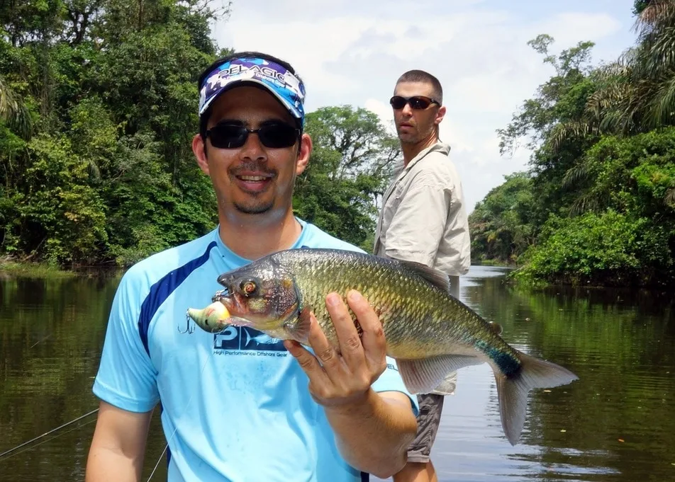 Machaca caught at the Rio Indio Lodge, Nicaragua on a crankbait.