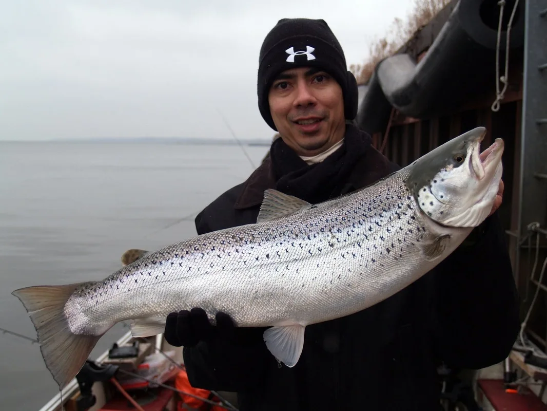 Brown Trout caught near Milwaukee, Wisconsin in February.  