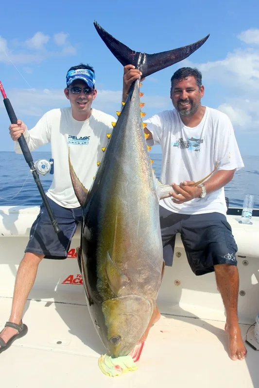 Big Yellowfin Tuna