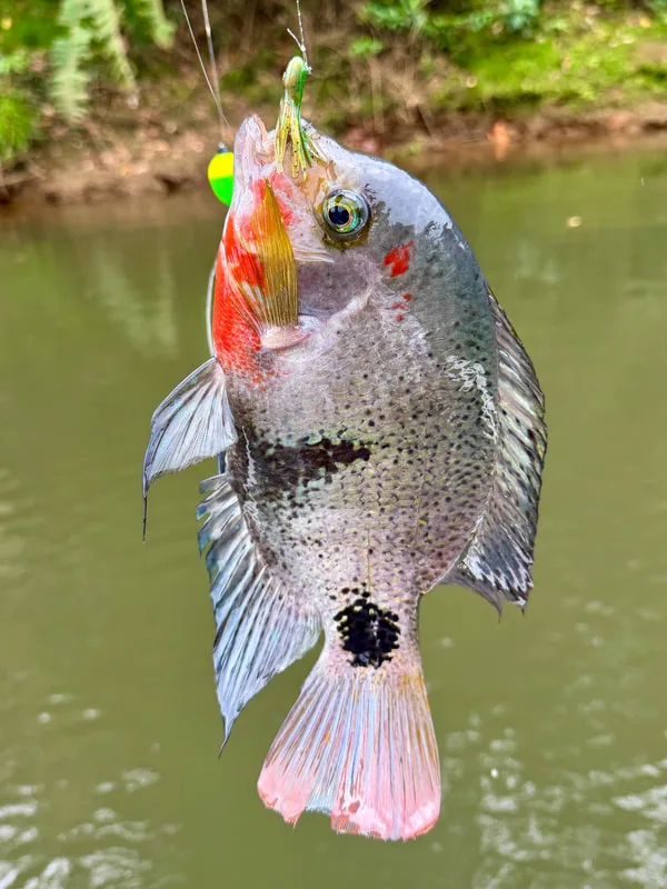 The Mojarra Negra or Blackbelt Cichlid