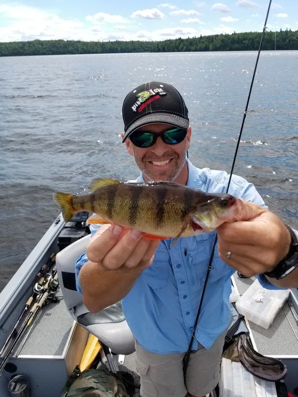 A healthy Yellow Perch. 