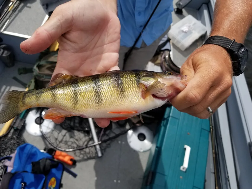 Picture