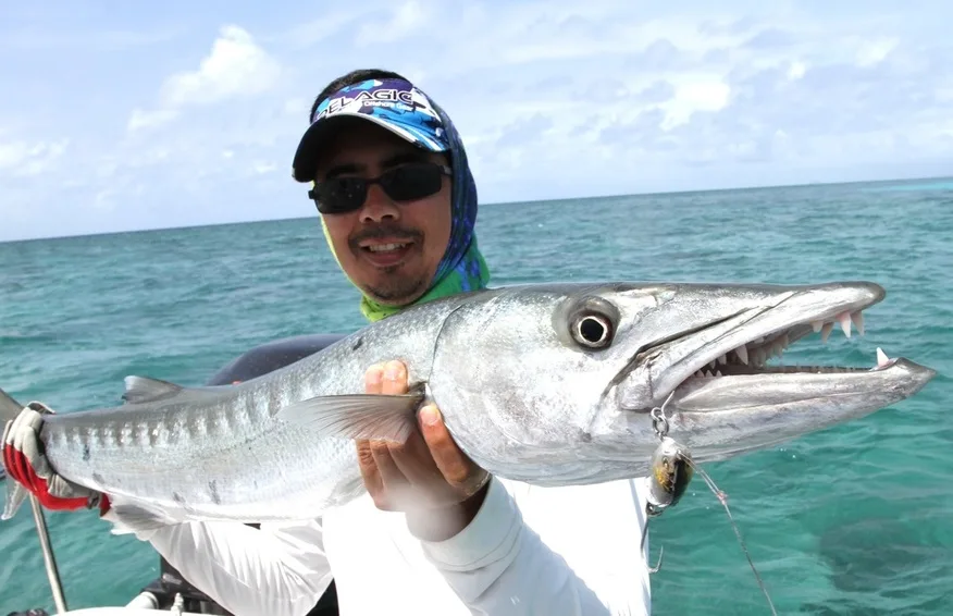 Great Barracuda caught off the Great Barrier Reef, Australia on a sinking Sebile Stick Shad.