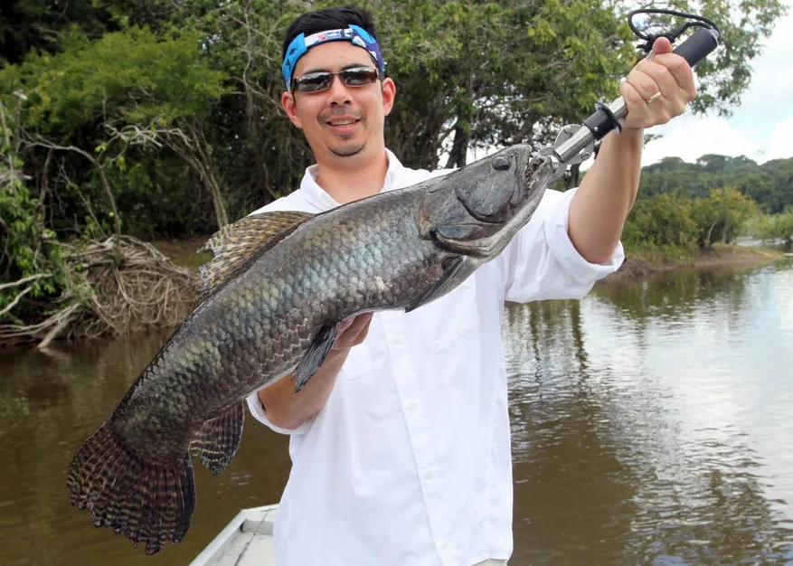 Wolf Fish in Brazil
