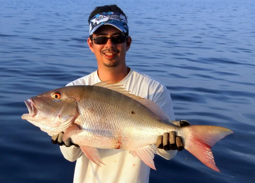 A healthy Mutton Snapper caught by the author off the Florida Keys