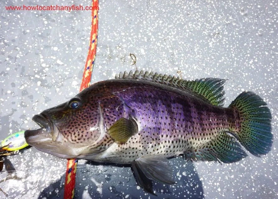 Rainbow Bass caught on a Bomber Fat Free Shad at the Rio Indio Lodge in Nicaragua