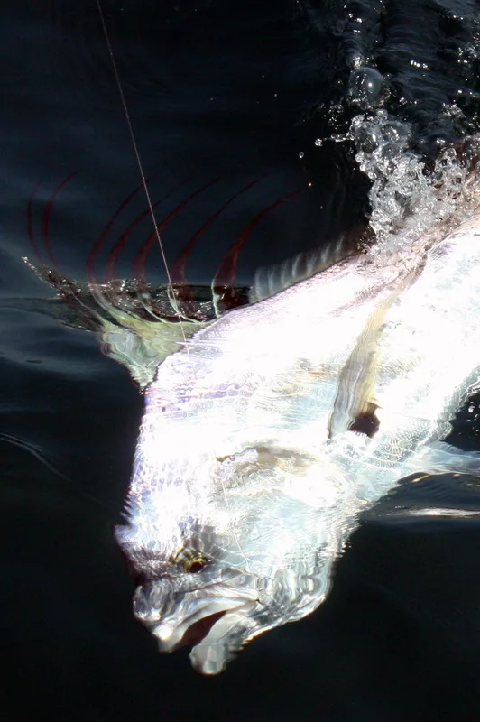 Roosterfish in Puerto Vallarta, Mexico