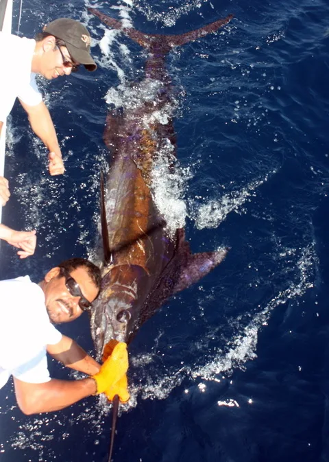 Preparing to release a Black Marlin in Puerto Vallarta, Mexico