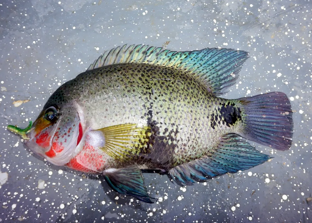Black Belt Cichlid