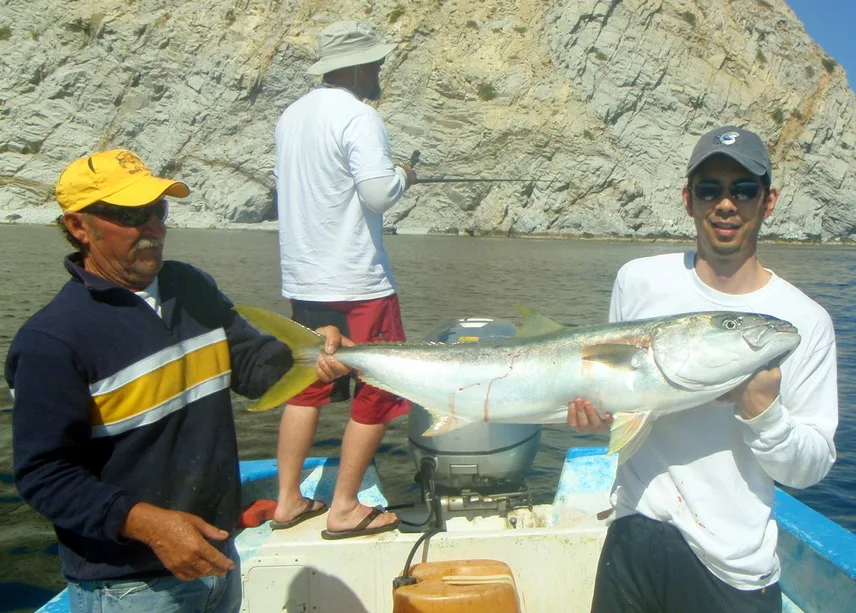Yellowtail caught on a live mackerel near San Evaristo, Mexico