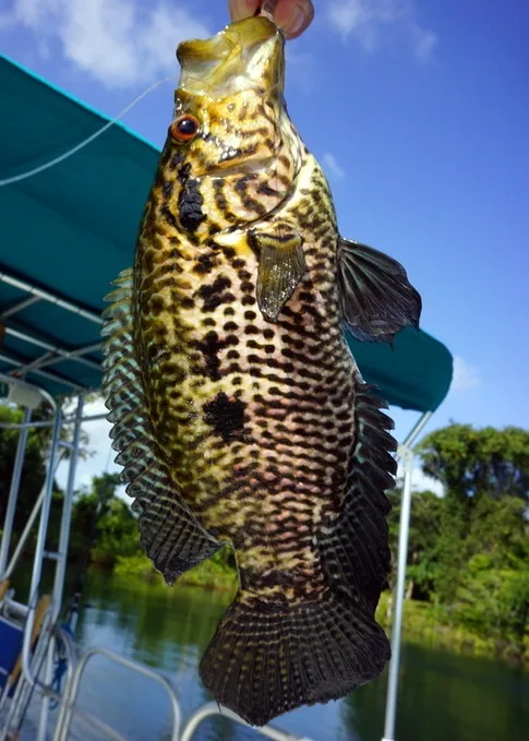 Guapote caught in Lake Gatun, Panama on a Yo Zuri jerkbait