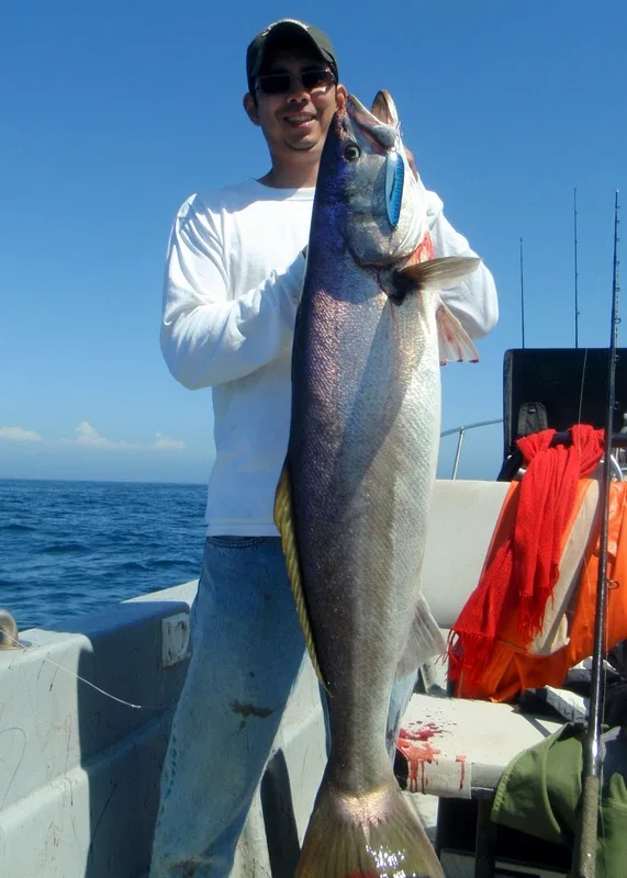 White Seabass caught in San Quintin, Mexico casting a Krocadile spoon