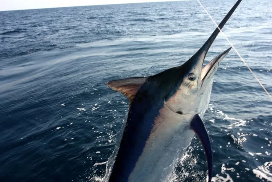 Black Marlin in Puerto Vallarta