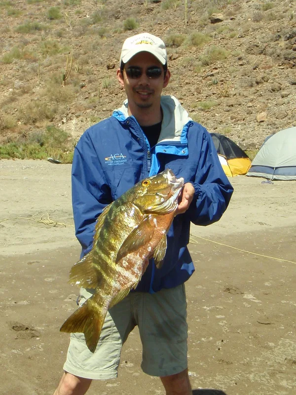 The author's first Barred Pargo caught near San Evaristo, Baja Sur, Mexico on a surface iron jig.