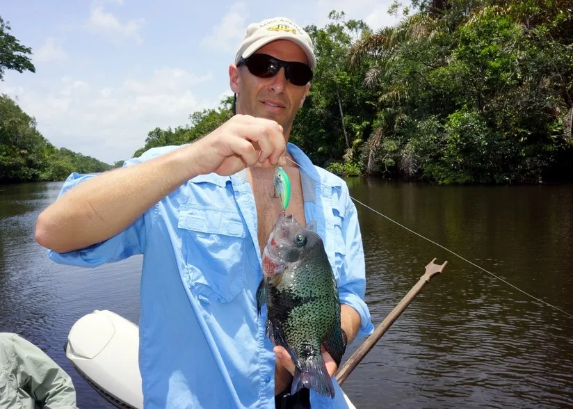 Great for panfish too.  Here is a Blackbelt Cichlid that fell for the Bomber Fat Free Shad.