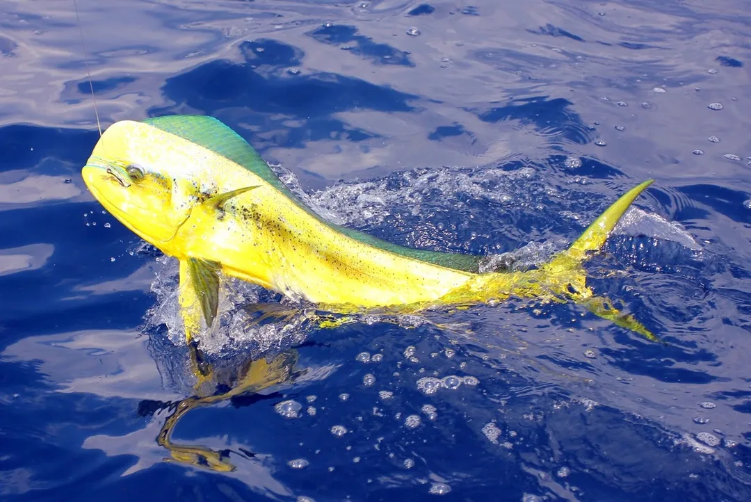 Dorado in Puerto Vallarta, Mexico
