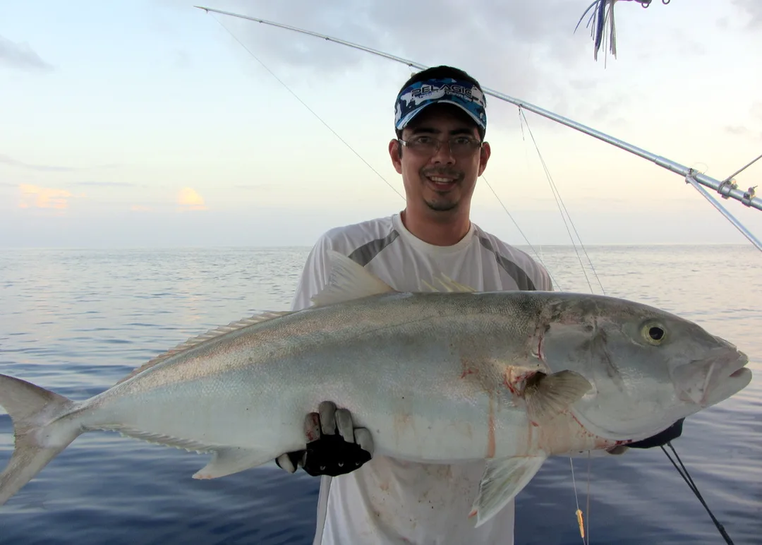 Amberjack caught in Dry Tortugas, Florida on a pinfish