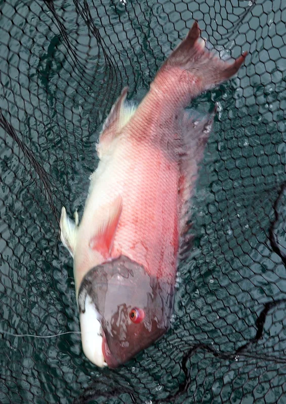 A smaller male caught on squid
