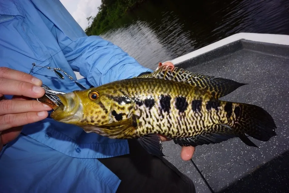 Jaguar Cichlid caught on a spinnerbait at the Rio Indio Lodge, Nicaragua