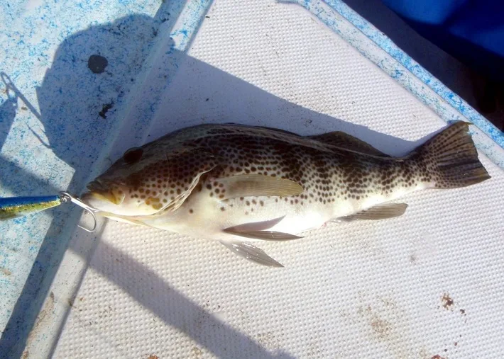The author's Spotted Bay Bass caught in San Evaristo, Baja Sur, Mexico