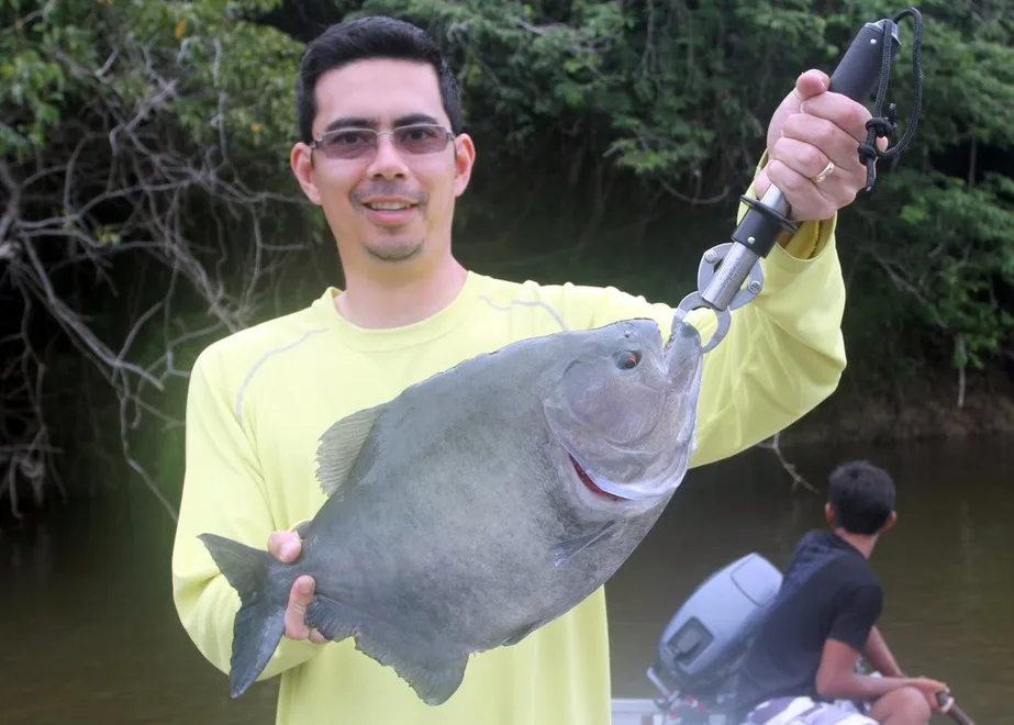 Big Black Piranha caught in Brazil on bait while fishing for catfish.