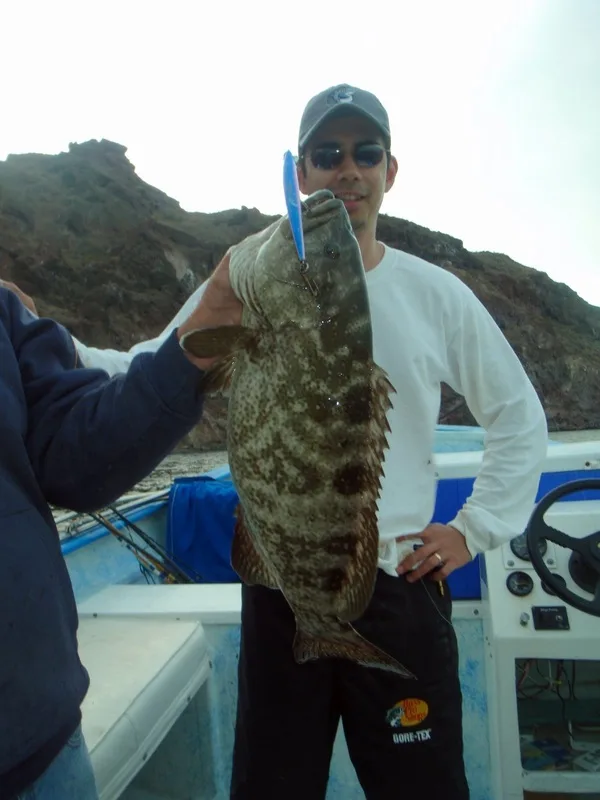 This Leopard Grouper fell for a Pink and Blue Yo Zuri Crystal Minnow in Baja, Mexico