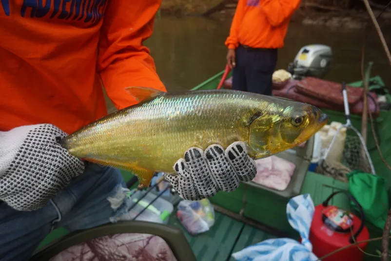 Sardinata caught on a streamer fly.