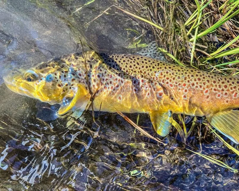 A beautiful Brown Trout about to be released on the Conejos River