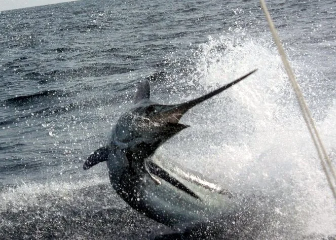 Blue Marlin charging the boat in Puerto Vallarta, Mexico.