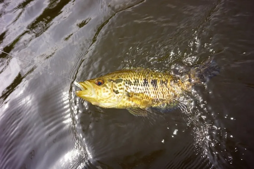 Jaguar Cichlid caught on a small rubber jig at the Rio Indio Lodge, Nicaragua