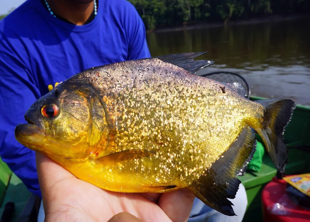 Yellow Piranha in Bolivia caught on bread.  Not all Piranhas just eat meat.