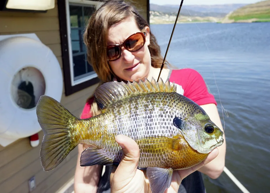 Colorful Bluegill caught on a minijig at Barrett Lake, California