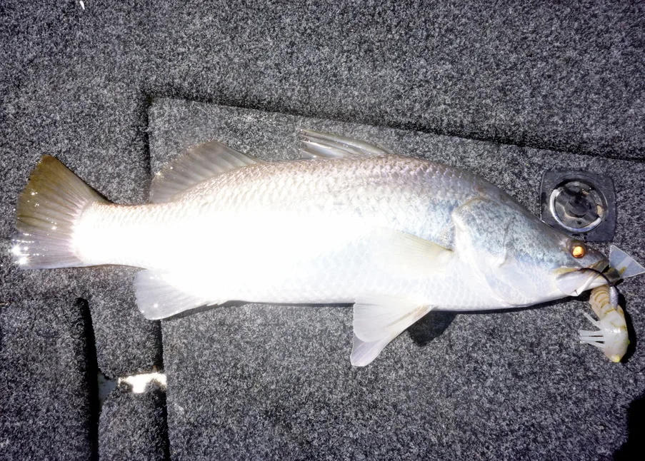 Barramundi love prawns and a good prawn imitation cast into the mangroves is a good bet to catch some.
