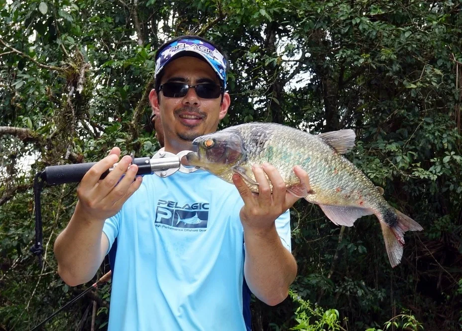 Machaca caught at the Rio Indio Lodge, Nicaragua