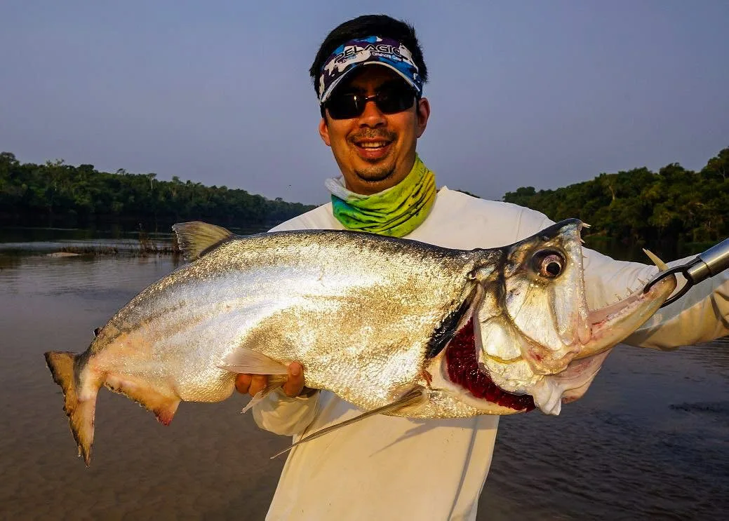 Big Payara caught in Bolivia at sunset. 