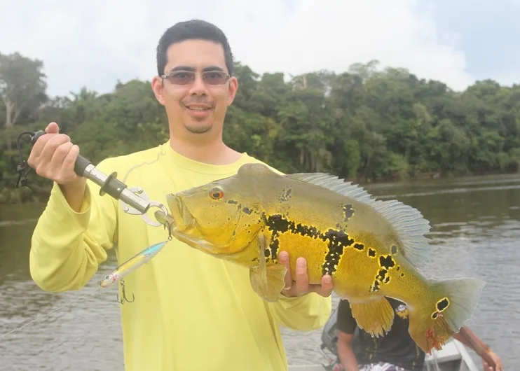 Peacock Bass caught on a Super Spook in Brazil