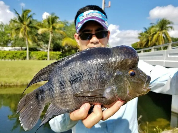 A black Midas caught in Miami.