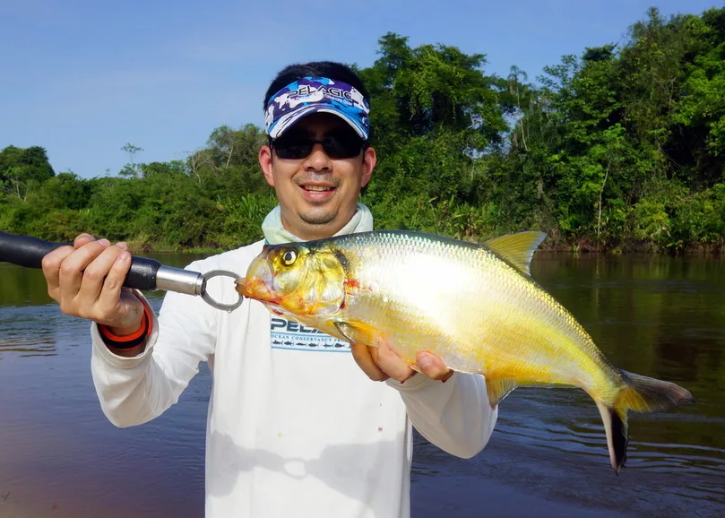 Sardinata caught on a Yo-Zuri Crystal Minnow