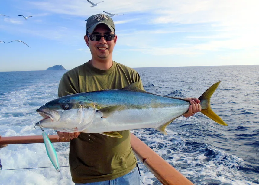 Yellowtail caught on a surface iron near the Coronado Islands, Mexico