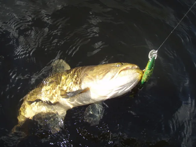 The Crystal Minnow holds up pretty well in the face of toothy fish like this Wolf Fish in Brazil...